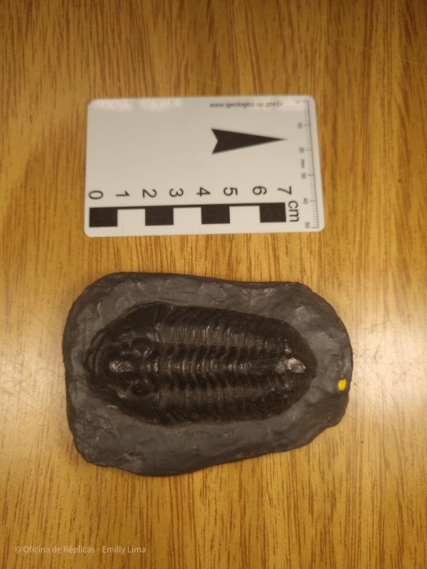 Trilobita - Calymene blumenbachii (amostra nº 48) - Imagem 4