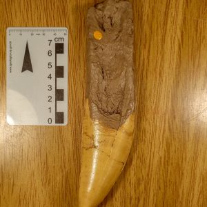 Dente de Giganotosaurus carolinii (amostra nº 91)