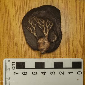 Cyathocrinites multibranchiatus - Crinóide do Carbonífero (amostra N° 15)