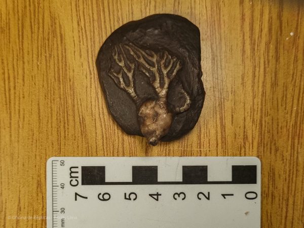 Cyathocrinites multibranchiatus - Crinóide do Carbonífero (amostra N° 15)