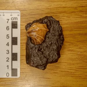 Ferrazia cardinalis - Bivalve do Permiano (amostra nº 14)
