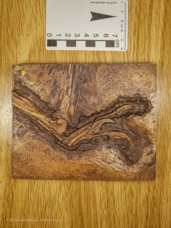 Pterossauro (réptil-voador) do Araripe - Mão de uma parte da asa de Anhanguera sp (amostra nº 78)