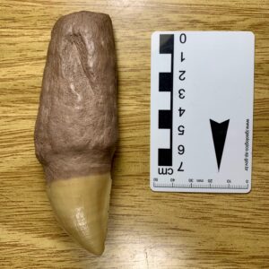 Dente de Mosassauro (réptil-marinho) - Prognathodon sp. (amostra nº 89)