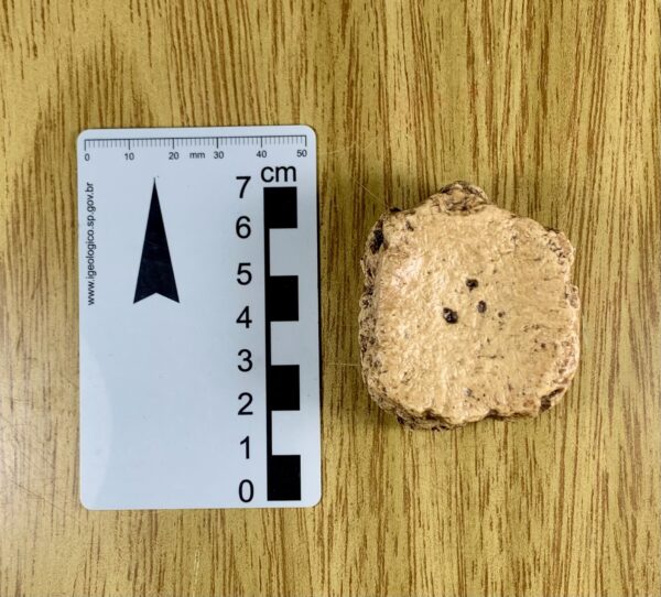 Osteoderma da carapaça do Glyptodon clavipes (amostra nº 31) - Imagem 2