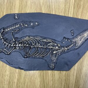 Mesosaurus tenuidens brasiliensis (amostra nº 6)