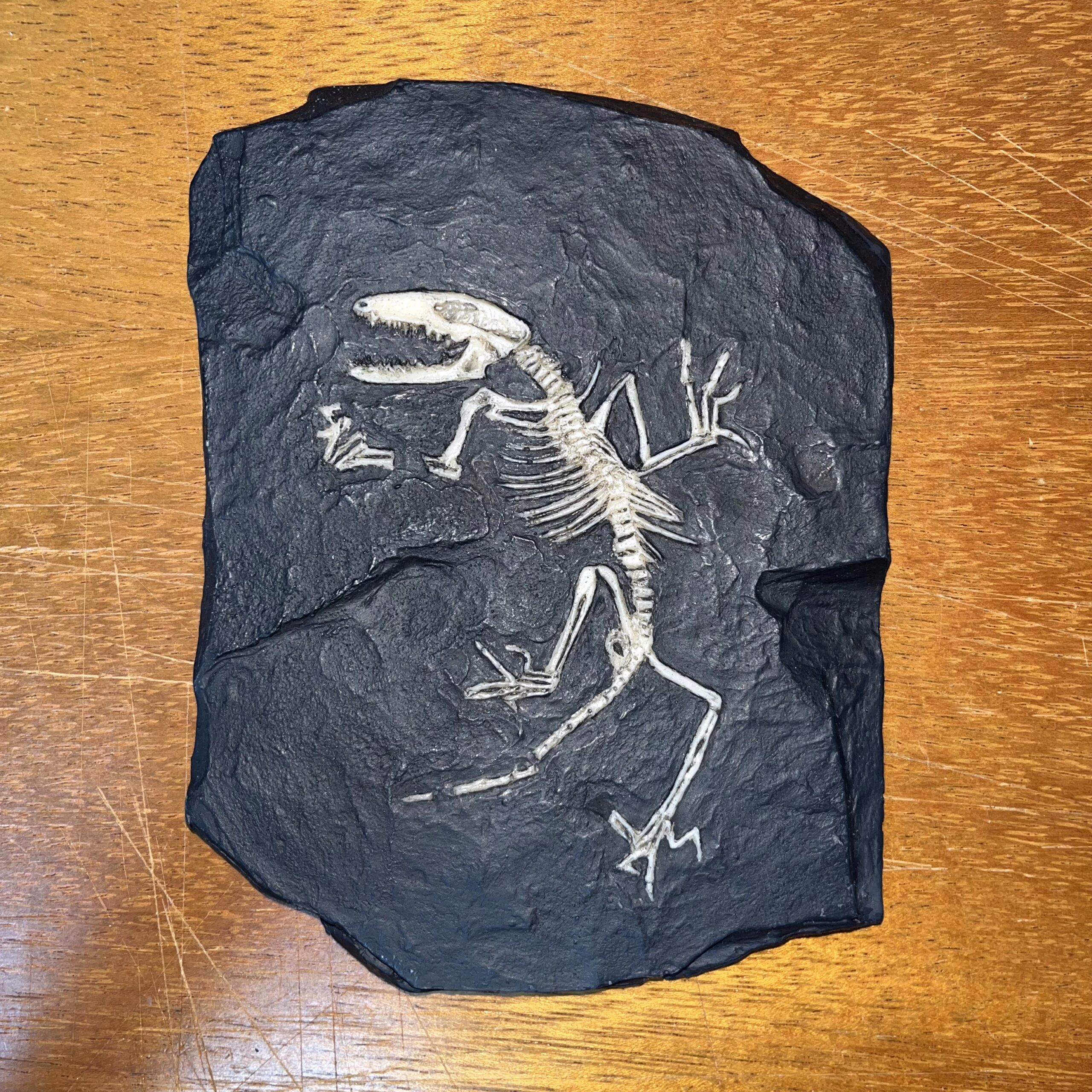 Juramaia sinensis - Imagem 2