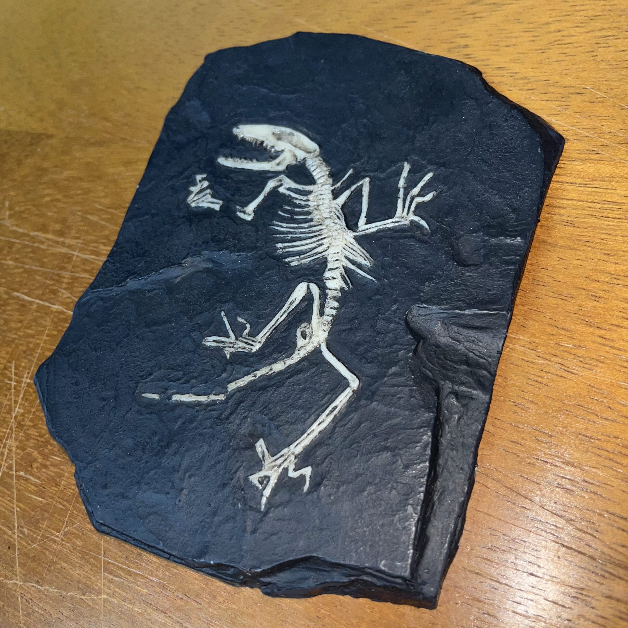 Juramaia sinensis - Imagem 3